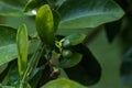 Small budding ruby red grapefruit Citrus Ãâ paradise on a tree Royalty Free Stock Photo